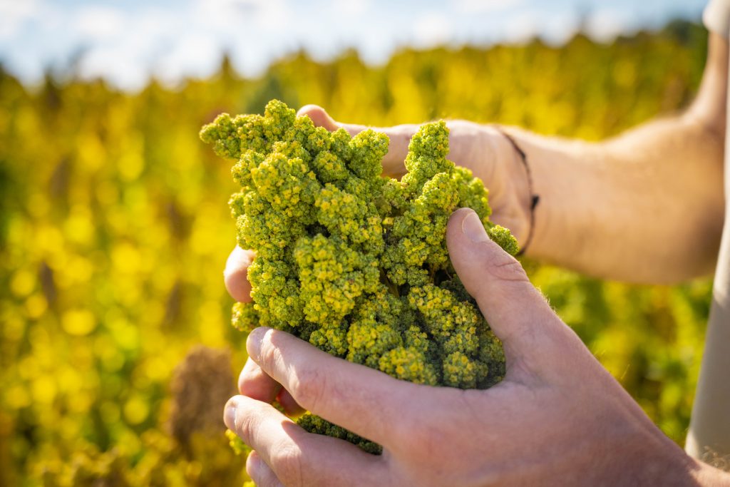 Mudda Natur johannes hält quinoadolde im feld fokus